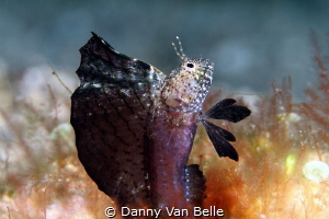 The sailfin blennie male attract females by flashing his ... by Danny Van Belle 